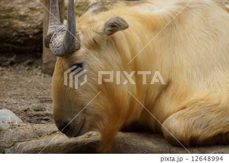 東京都多摩動物公園　ターキン 12648994