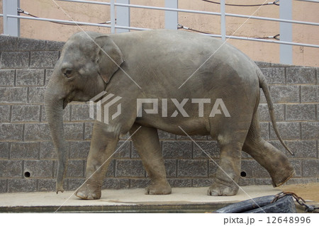 東京都多摩動物公園 アジアゾウ 東京都多摩動物公園 アジアゾウ 12648996