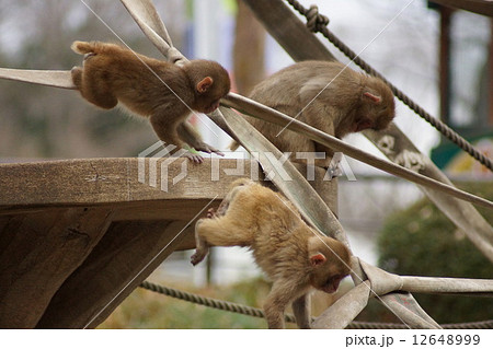 東京都多摩動物公園 ニホンザル 東京都多摩動物公園 ニホンザル 12648999