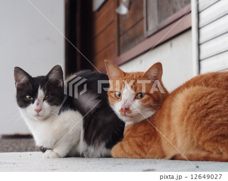 漁港の猫達 12649027