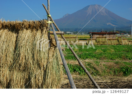 掛け干し越しに望む大山 12649127