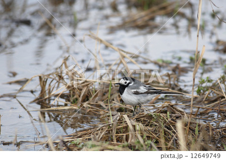 Wagtail Wagtail 12649749