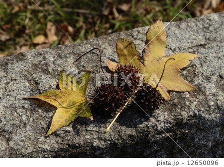 アメリカフウの葉と実 12650096