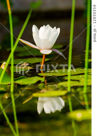 Water lilly 12650359