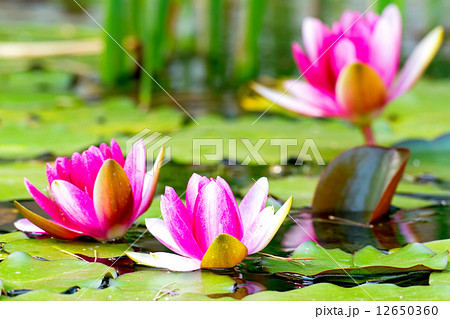 Water lilly 12650360