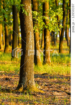 Forest 12650397