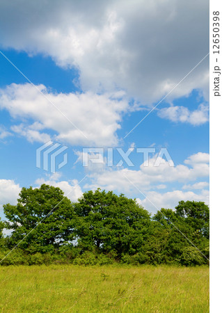 Landscape Landscape 12650398