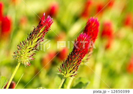 Alfalfa Alfalfa 12650399