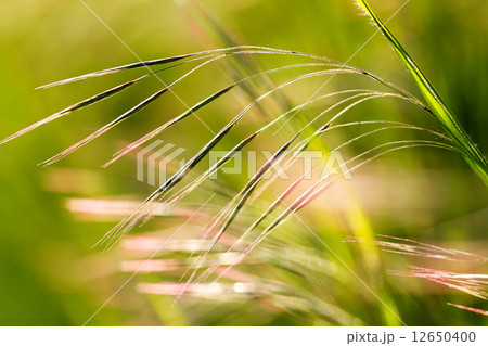 Grass Grass 12650400