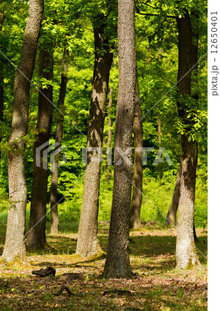 Forest Forest 12650401