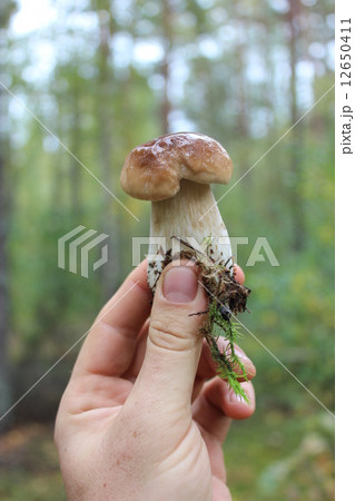 Beautiful and little cep in the hand Beautiful and little cep in the hand 12650411