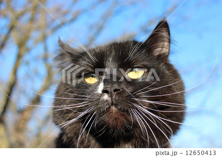 black cat with evil sight black cat with evil sight 12650413
