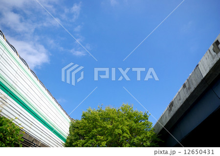高架道路の間の木と青空 12650431
