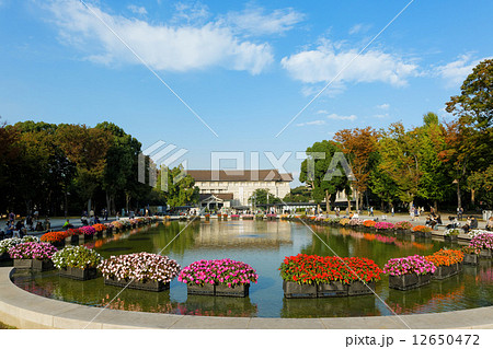 上野公園の噴水広場の日々草と青空 上野公園の噴水広場の日々草と青空 12650472