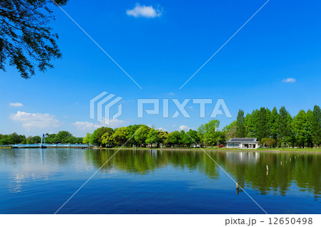 若葉と新緑の水元公園と水面に映える景観 12650498
