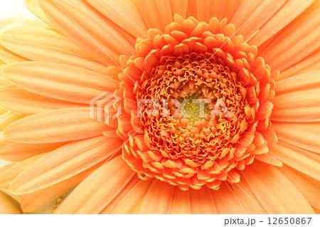 ガーベラ 12650867