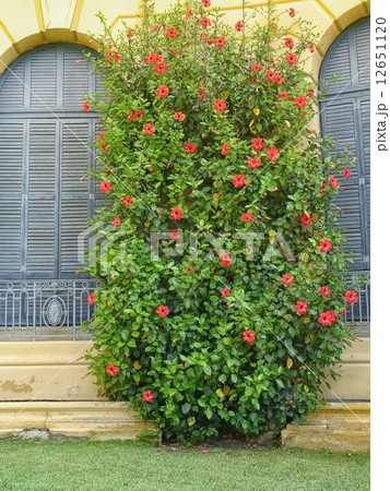 Facade with flowers in Parc de Pedralbes Facade with flowers in Parc de Pedralbes 12651120