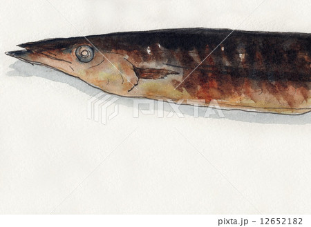 サンマの塩焼き（頭） 12652182