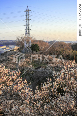 田浦梅林の梅 12652228