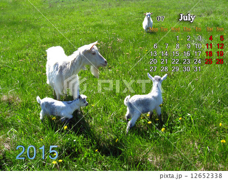 calendar for July of 2015 year with goat and kids 12652338