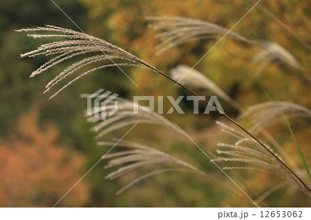 自然 植物 ススキ 絵本の世界ではお月見になくてはならない植物ですが 昔は萱葺屋根や家畜の飼料 の写真素材