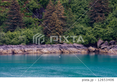 アラスカ アラスカ 12653406