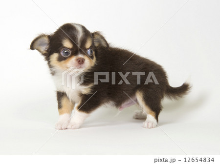 子犬 子犬 12654834