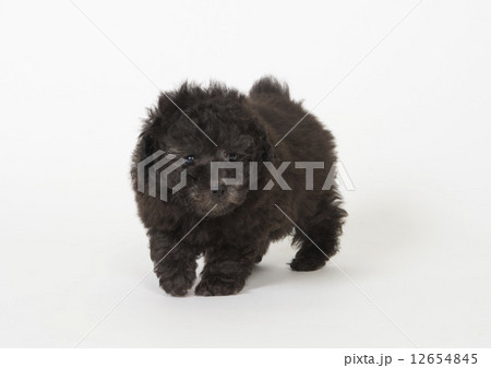 子犬 子犬 12654845