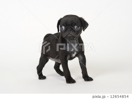 子犬 子犬 12654854