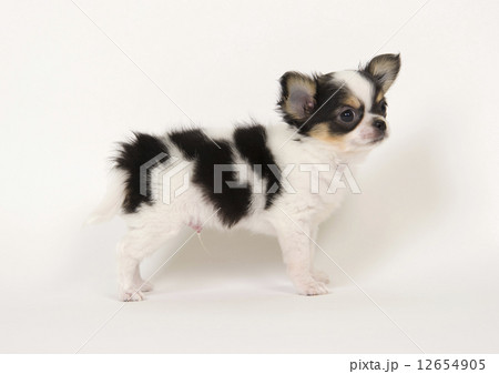 子犬 子犬 12654905