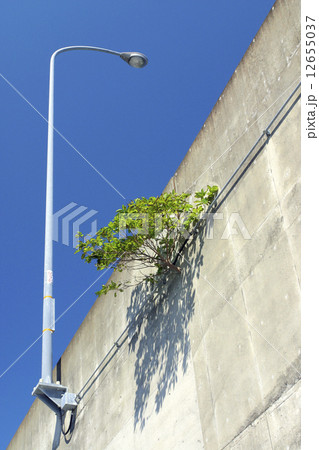 ど根性の木 ど根性の木 12655037