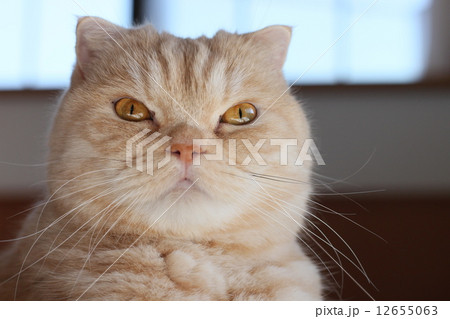 猫の顔正面 猫の顔正面 12655063