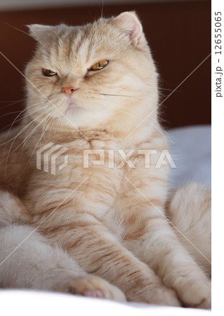 左を向く猫 12655065