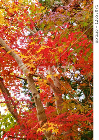 秋素材 モミジの黄葉と紅葉 縦位置ベタの写真素材