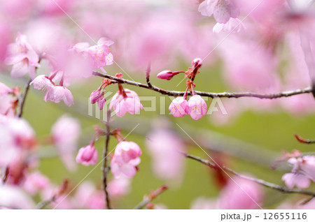 桜 桜 12655116