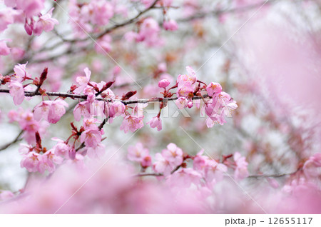 桜 桜 12655117