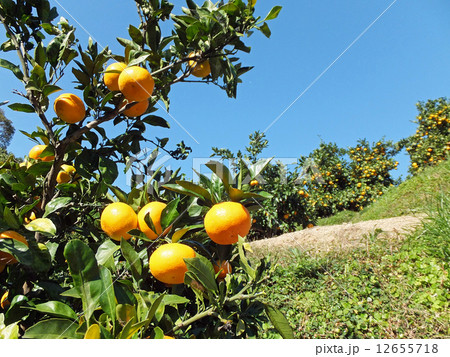 みかん 12655718