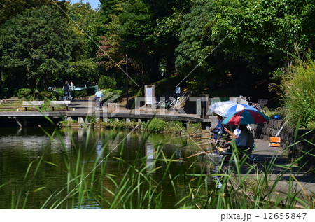 ヘラブナ釣り ヘラブナ釣り 12655847
