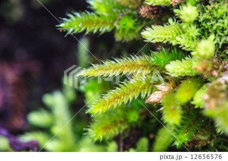 green moss in forest green moss in forest 12656576