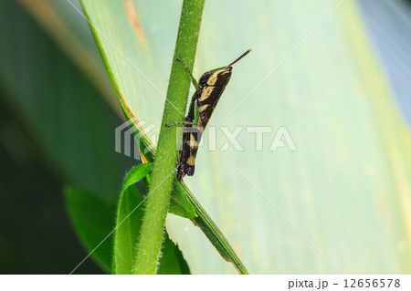 Grasshopper perching on a leaf 12656578