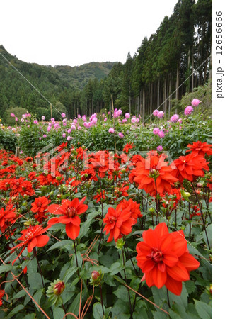 埼玉県 両神山ダリア園 埼玉県 両神山ダリア園 12656666