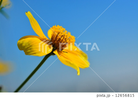 ウインターコスモス ウインターコスモス 12656815