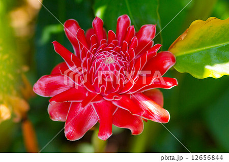 Red flower Torch ginger 12656844