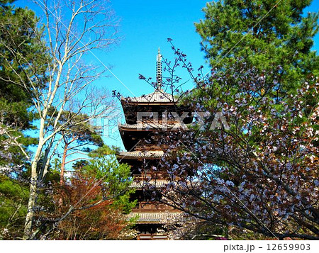 春の仁和寺 12659903