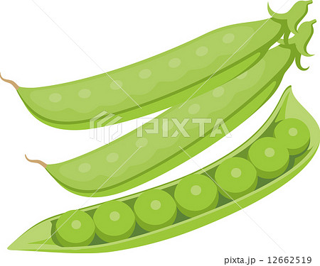 野菜 えんどうまめのイラスト素材 12662519 Pixta