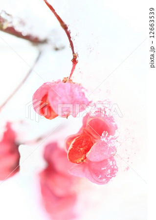 初雪におおわれたマユミの実 初雪におおわれたマユミの実 12663539