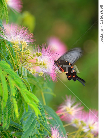 ピンクの花のねむの木に停まるクロアゲハ 12663699