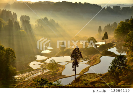 蒲生の棚田の朝霧 蒲生の棚田の朝霧 12664119