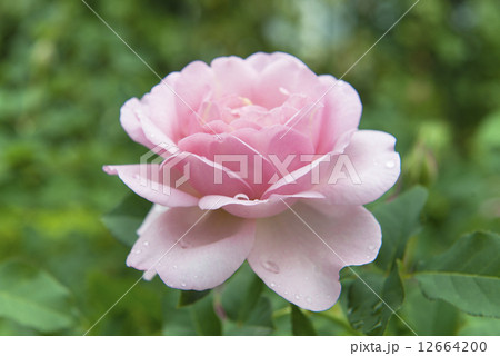 薔薇の花 12664200