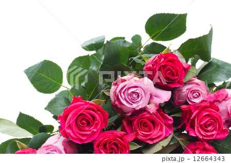 border of pink  flowers  12664343